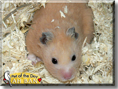 Ah Ban, the Pet of the Day