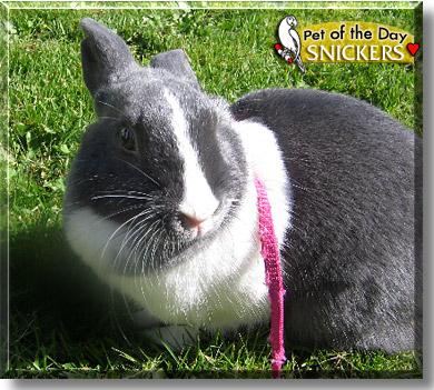 Snickers, the Pet of the Day