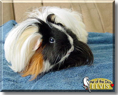 Elvis, the Pet of the Day
