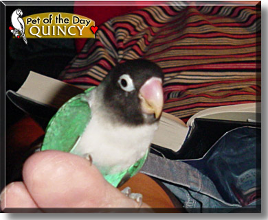 Quincy, the Pet of the Day