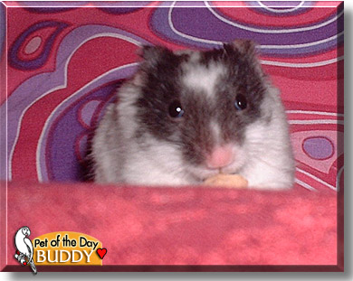 Buddy, the Pet of the Day