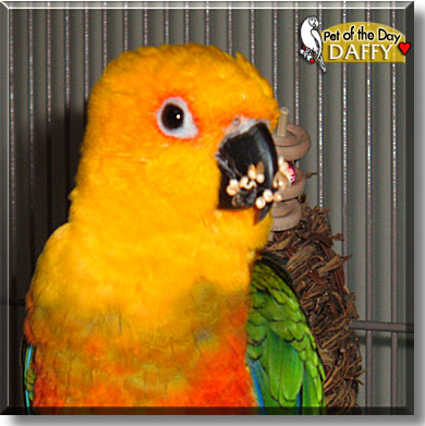 Daffy, the Pet of the Day