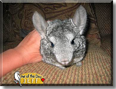 Jeff, the Pet of the Day