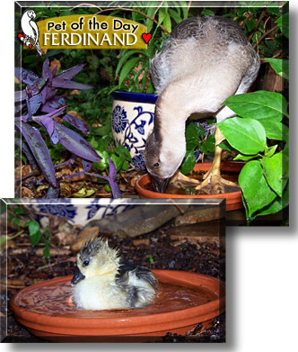 Ferdinand, the Pet of the Day