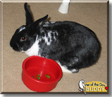 Buddy, the Pet of the Day