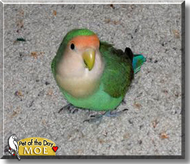 Moe, the Pet of the Day