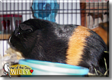 Willy, the Pet of the Day
