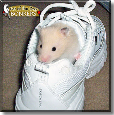 Bonkers, the Pet of the Day