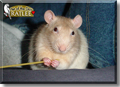 Ratlee, the Pet of the Day