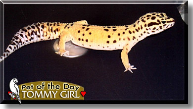 Tommy Girl, the Pet of the Day
