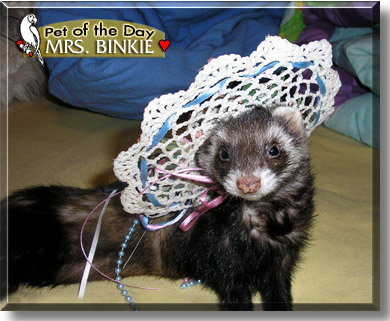 Mrs. Binkie, the Pet of the Day