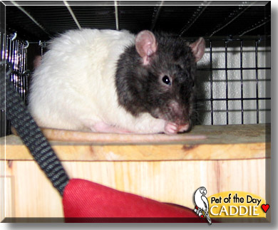 Caddie, the Pet of the Day