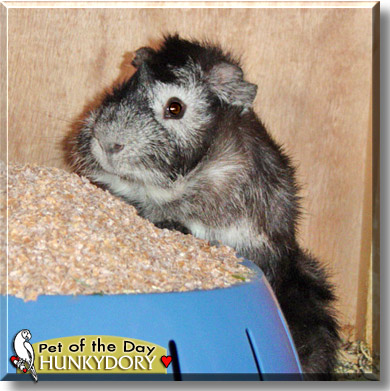 HunkyDory, the Pet of the Day