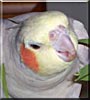 Chippy the Cockatiel