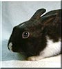 Sprinter the Dutch cross Rabbit