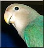 Jack the Dutch Blue Lovebird