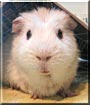 Snowball the Guinea Pig