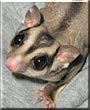 Meeko the Sugar Glider