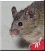 Nermal the Deer Mouse