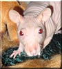 Freckles the Hairless rat