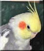 Smokey the Cockatiel