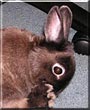 Skye the Rabbit