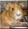 Aloevera the Guinea Pig