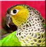Java Joe the Black Capped Conure