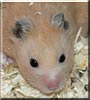 Ah Ban the Syrian Hamster