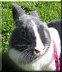Snickers the Dutch Rabbit