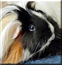 Elvis the Guinea Pig