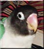 Quincy the Blue masked lovebird