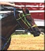 Zero the Quarter Horse