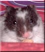 Buddy the Hamster