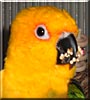Daffy the Jenday Conure