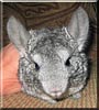 Jeff the Standard Chinchilla