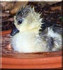 Ferdinand the African Goose