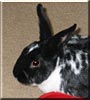 Buddy the Dutch, Dwarf mix