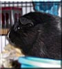 Willy the Guinea Pig