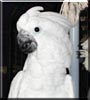 Angel the Umbrella Cockatoo