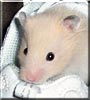 Bonkers the Teddy Bear Hamster