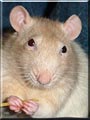 Ratlee the Beige Hooded Rat