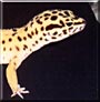 Tommy Girl the Leopard Gecko