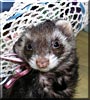 Mrs. Binkie the Ferret