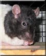 Caddie the Rex Rat