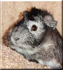 HunkyDory the Abyssinian Guinea Pig