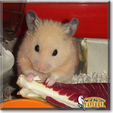 Fuffu, the Pet of the Day Fuffu, the Pet of the Day