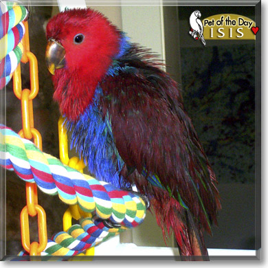 Isis, the Pet of the Day Isis, the Pet of the Day