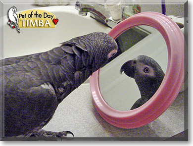 Timba, the Pet of the Day Timba, the Pet of the Day