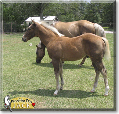 Jack, the Pet of the Day Timba, the Pet of the Day